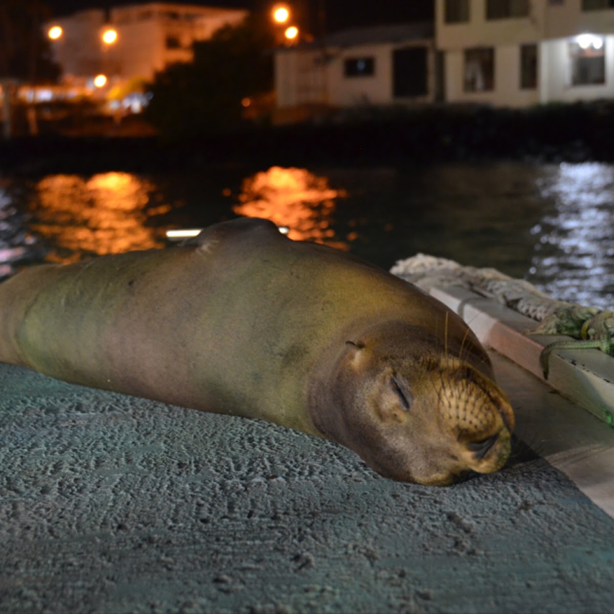 Galápagos sea lion