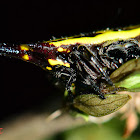 Yellow spiny orb weaver spider