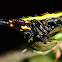 Yellow spiny orb weaver spider