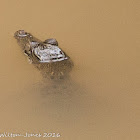 Estuarine Crocodile