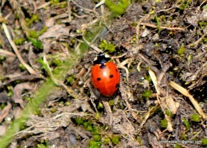 7 spot ladybird