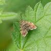 Common Nettle-tap