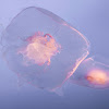 Moon Jelly