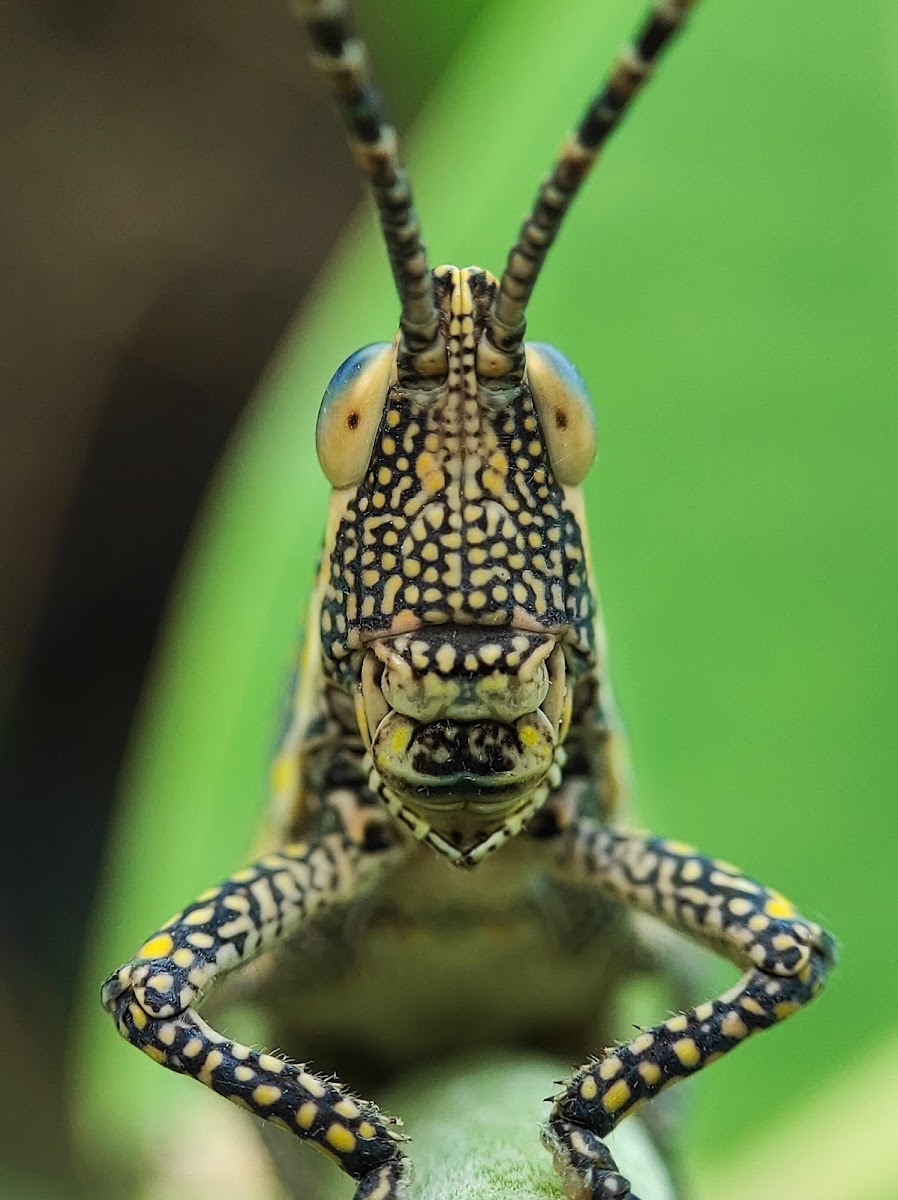 Painted Grasshopper