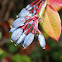 The wintergreen barberry