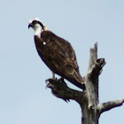 Osprey