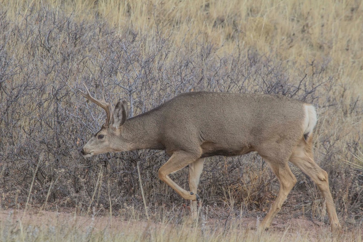 Mule Deer