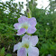 Chinese Violet, Coromandel