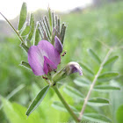 Spring Vetch