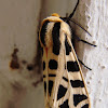 Mexican tiger moth