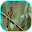 Murai Batu Betina Download on Windows