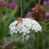 Common Red Soldier Beetle