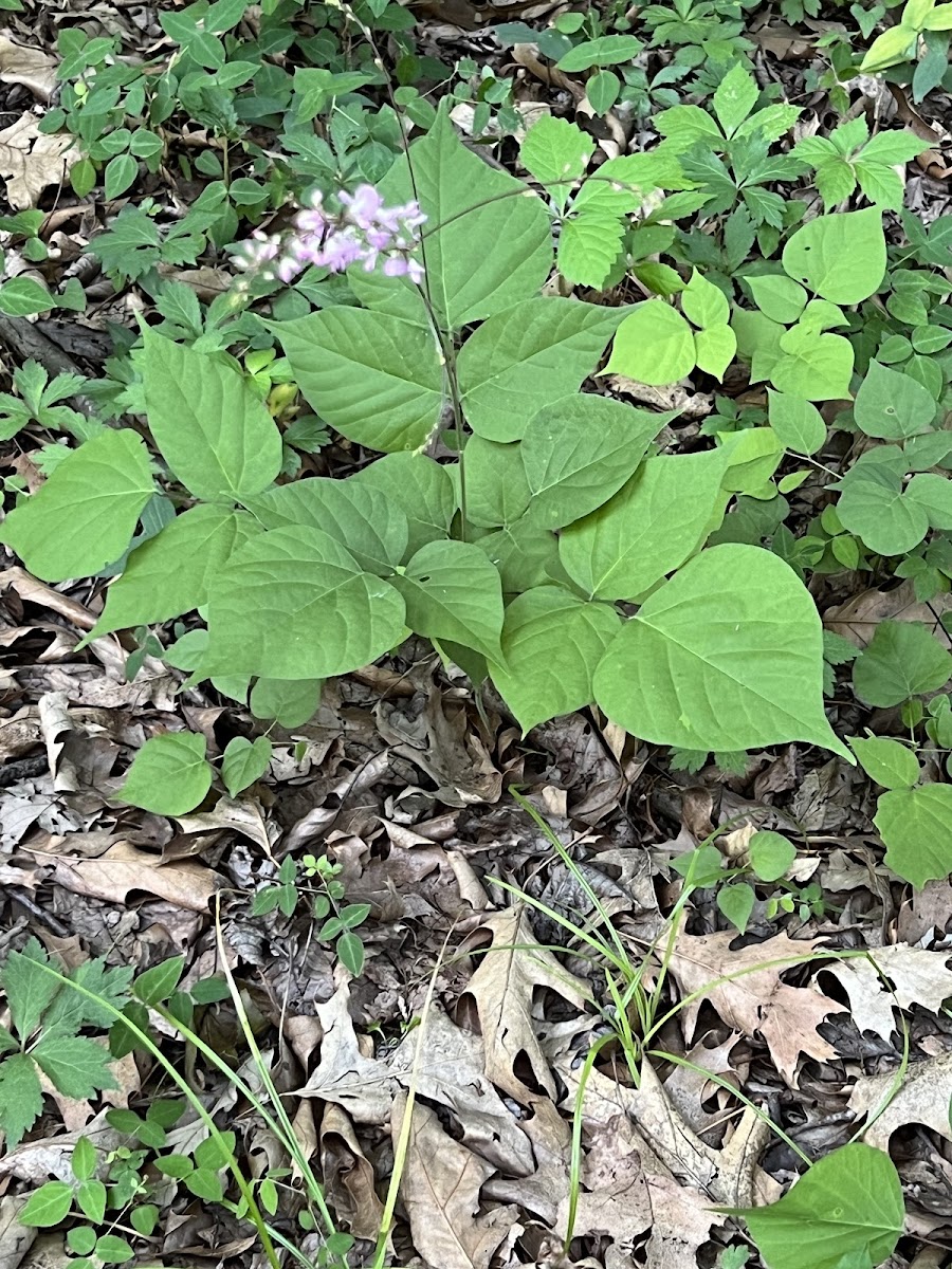 pointed-leaved tick-trefoil