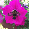 Hummingbird Clearwing Moth