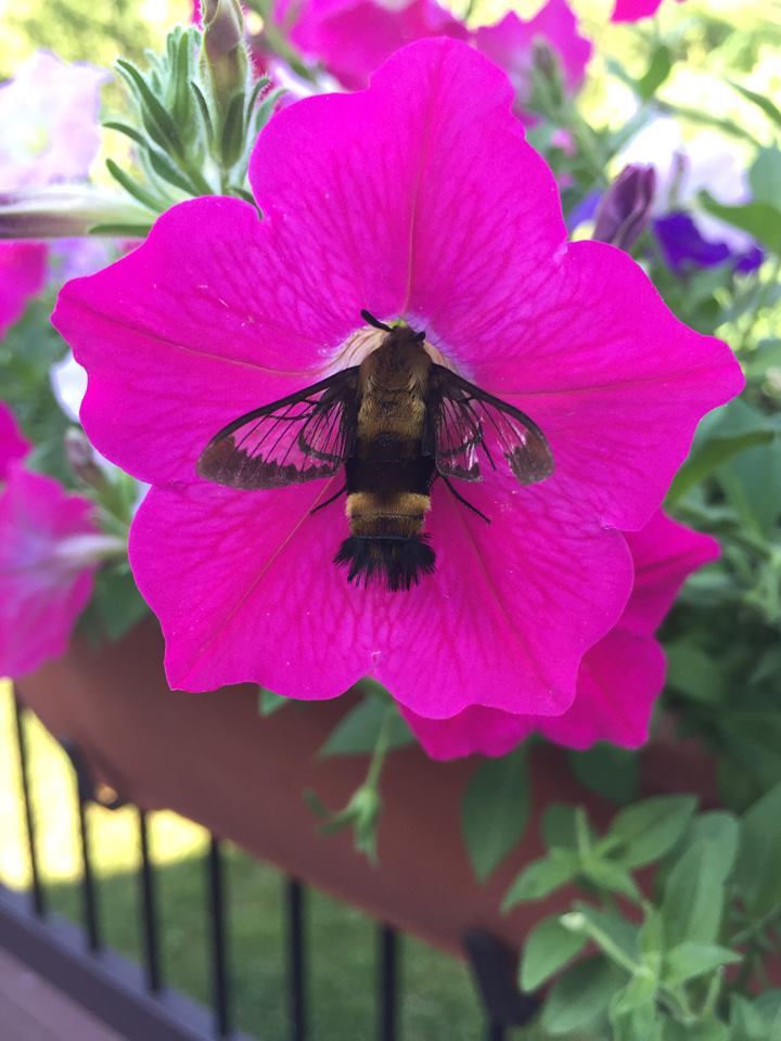 Hummingbird Clearwing Moth