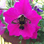 Hummingbird Clearwing Moth