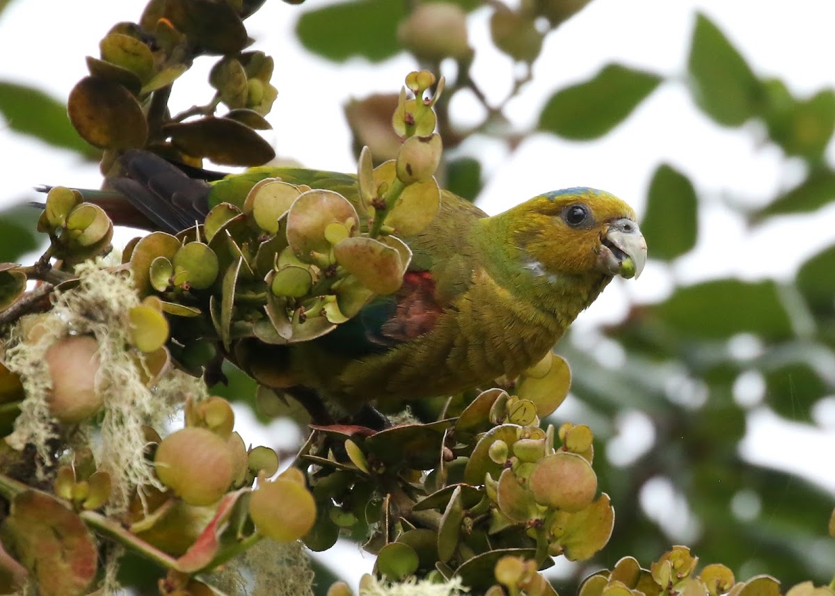 Fuertes Parrot