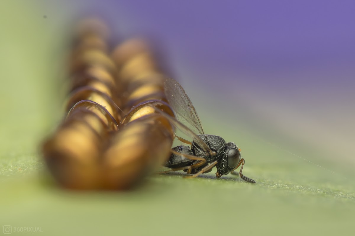 Parasitic wasp