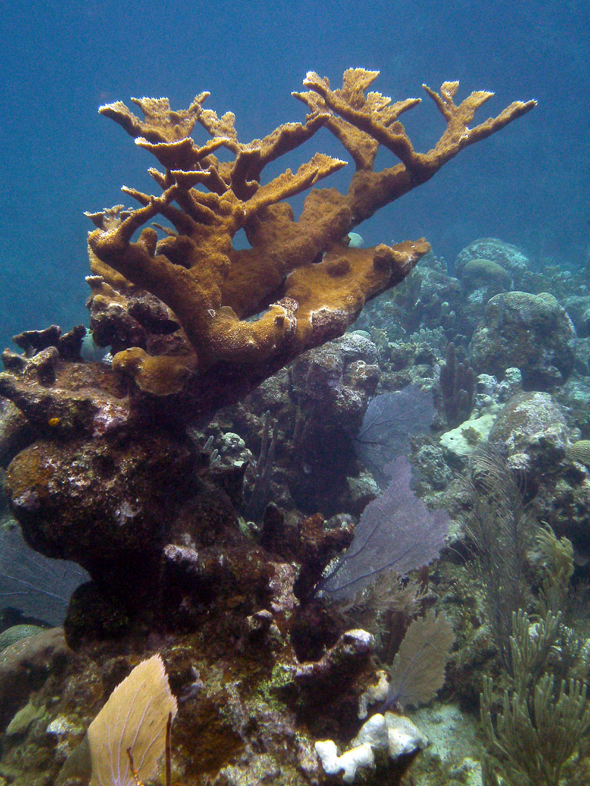 Elkhorn Coral