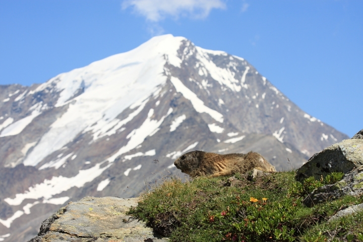 Marmotta in alta quota di panton