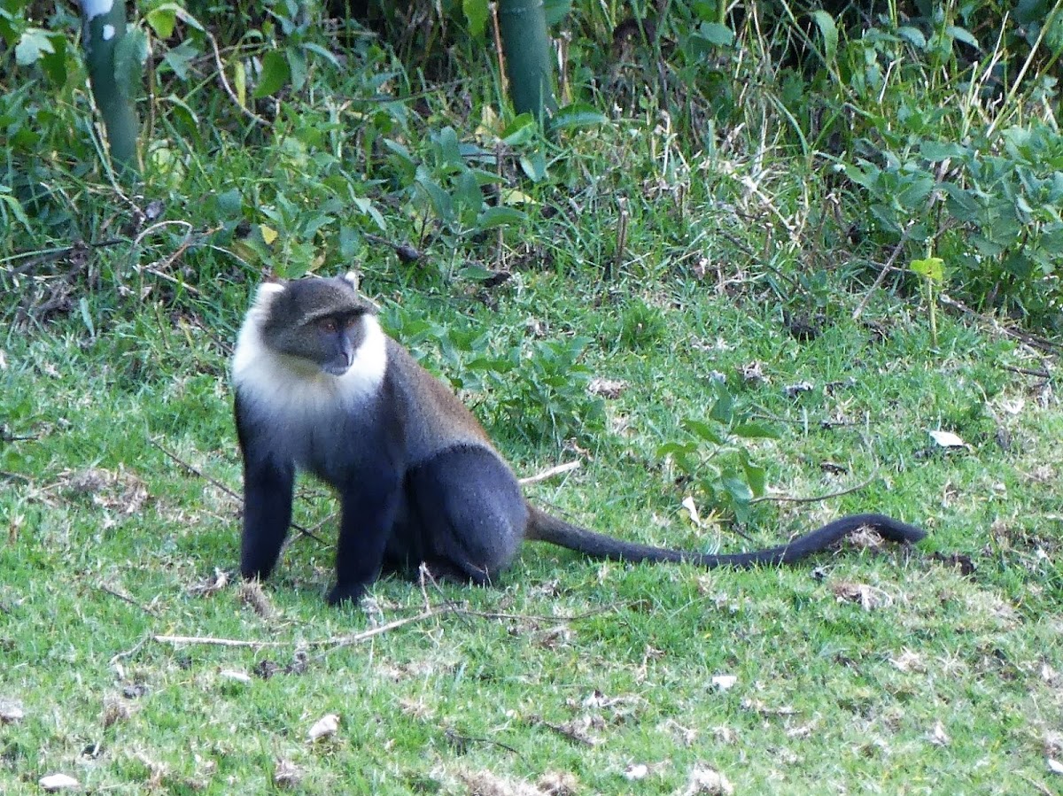 Mount Kenya Sykes' Monkey