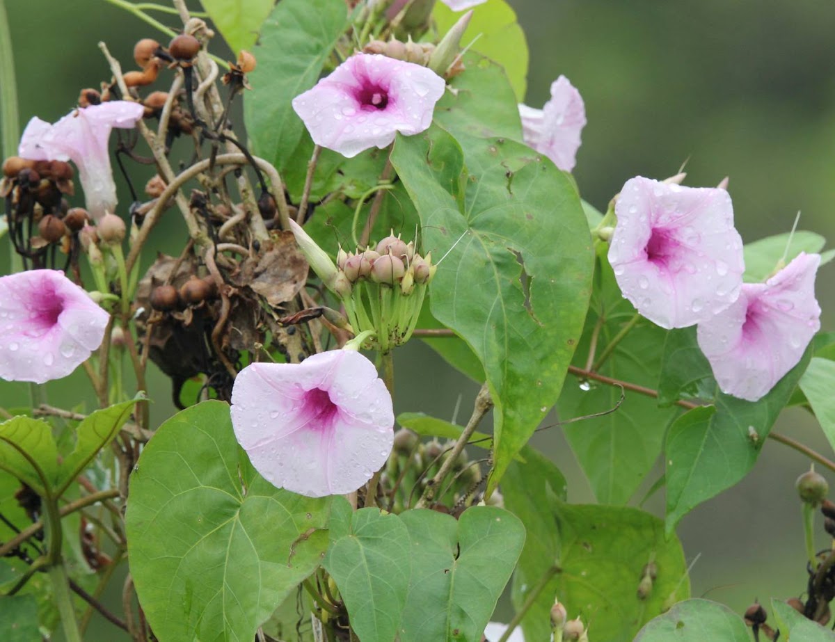 Bush Morning Glory