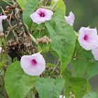 Bush Morning Glory