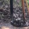 Gray Rat snake