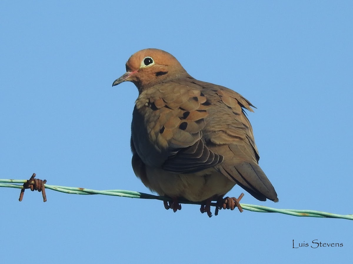 Mourning Dove