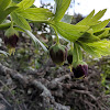 Turkish hellebore