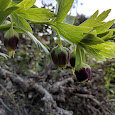 Biodiversity of Turkey