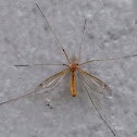 Large Crane Fly