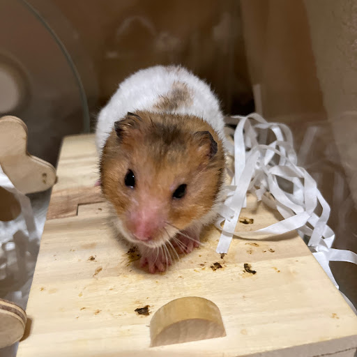 ハムマヨ