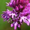 Pyramid Orchid