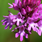 Pyramid Orchid