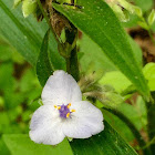 Zigzag Spiderwort