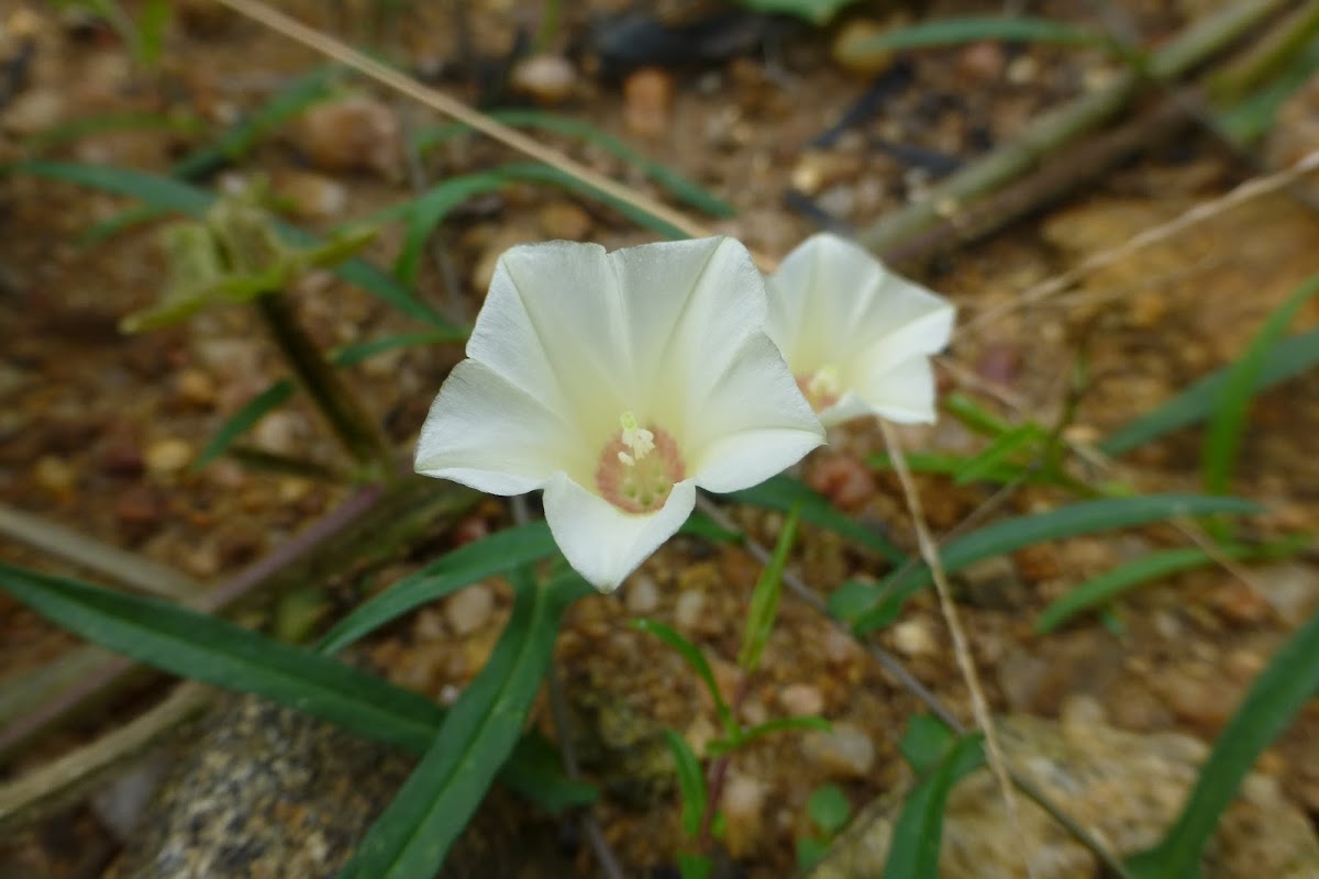 African Morning Vine