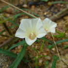 African Morning Vine