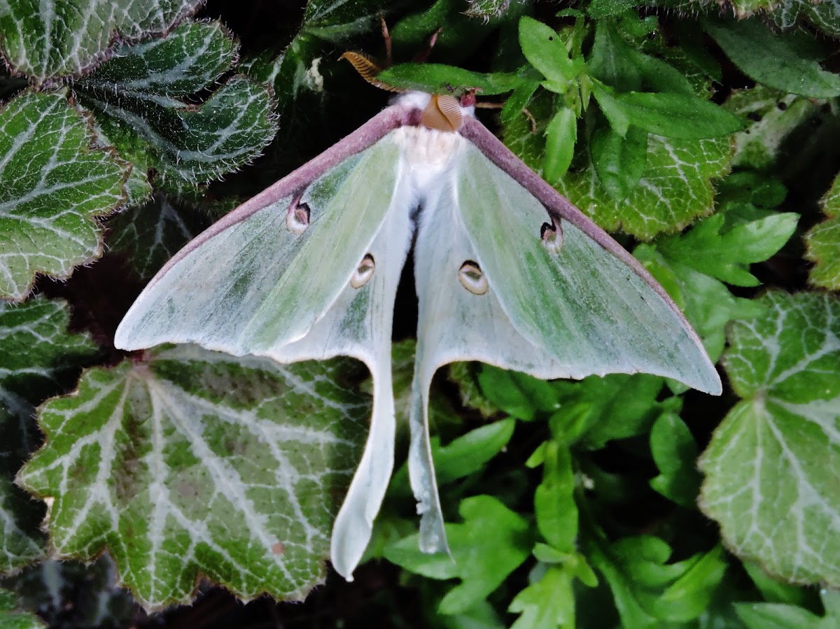 Luna Moth