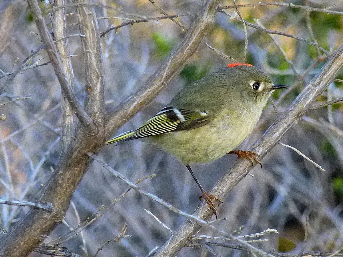 Ruby Crowned Kinglet