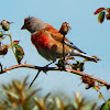 Common linnet