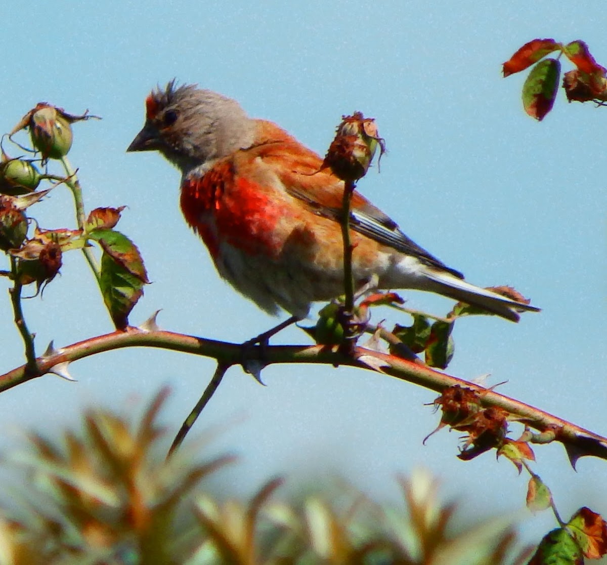 Common linnet