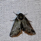 Small baileya moth