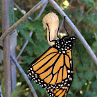 Monarch butterfly