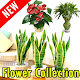 Download 80+ Types of Plant Flowers (Offline) For PC Windows and Mac 1.0