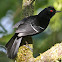 Papa-taoca-do-sul (White-shouldered Fire-eye) - Male