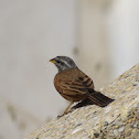 House Bunting