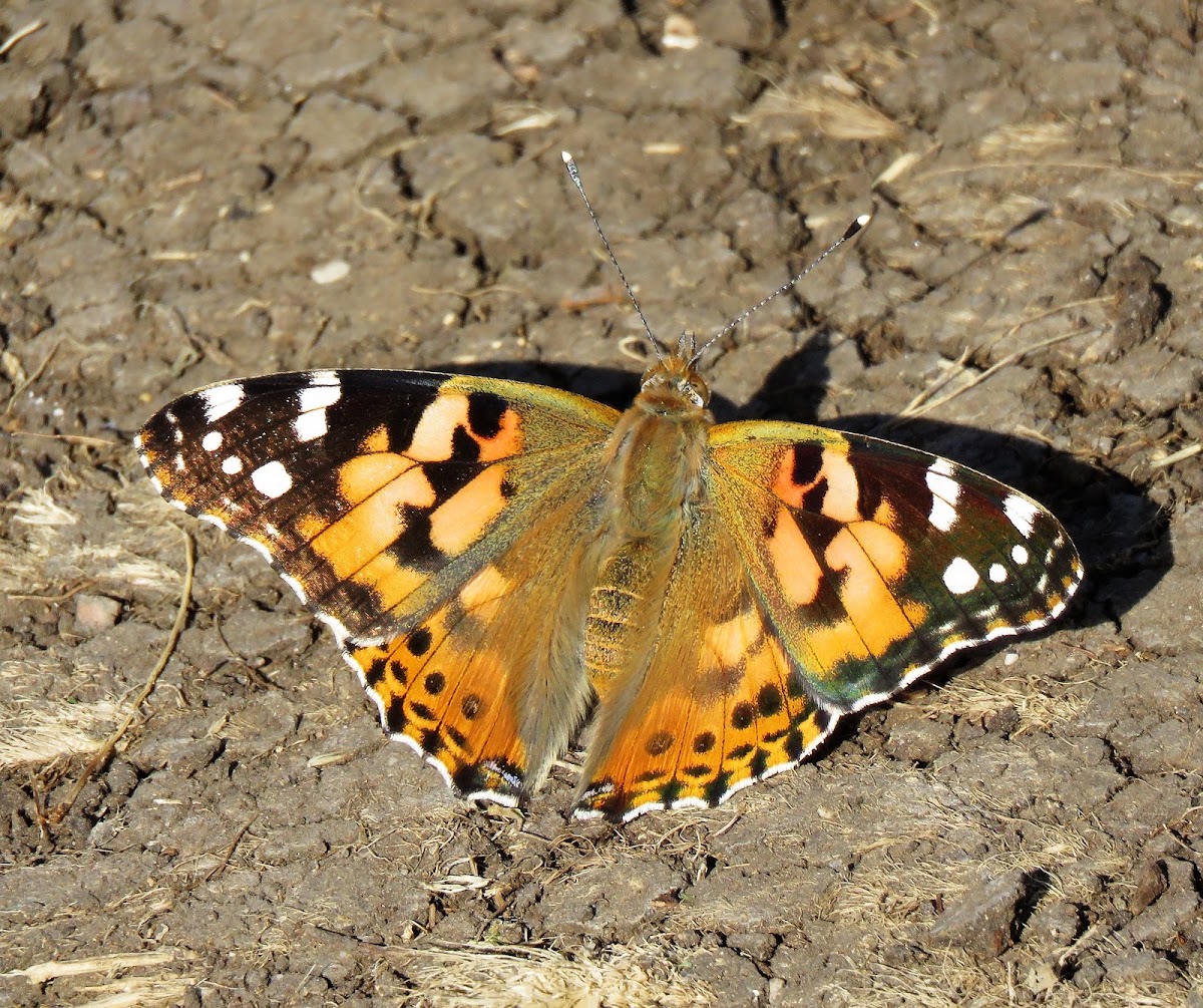 Painted Lady