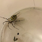 Argiope bruennichi