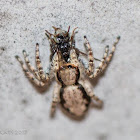 Gray Wall Jumper